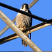 Edward Falcon Photo 8