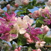 Blossom Flowers Photo 3