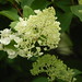 Hortensia Vides Photo 4