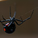 Black Widow Photo 6