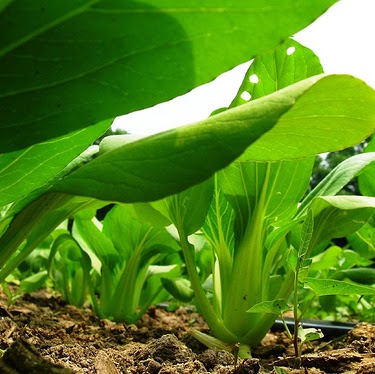 Bok Choi Photo 18