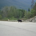 Jasper Bear Photo 9