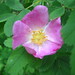 Alberta Rose Photo 4