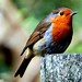 Robin Free Photo 6