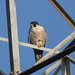 Edward Falcon Photo 5