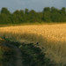 Dawn Wheat Photo 9