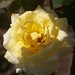 Rose Pai Photo 8