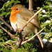 Robin Free Photo 8