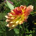 Dahlia Ma Photo 2