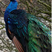 Lee Peacock Photo 9